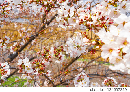 開花した桜 124637239