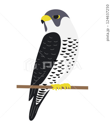 ハヤブサ / Peregrine Falcon 124637250