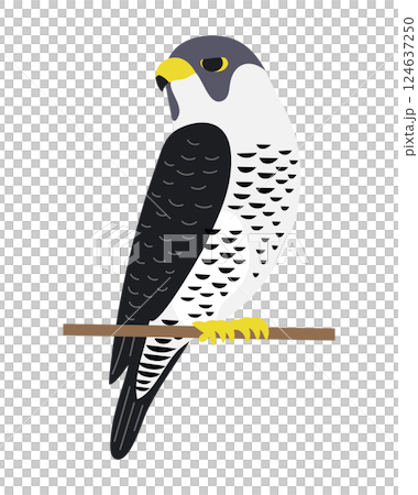 Peregrine Falcon 124637250