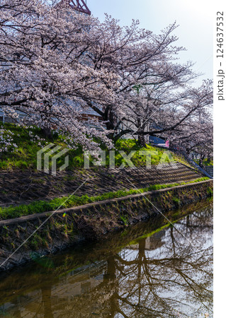 2025年春　奈良佐保の桜　佐保川の堤防と川面に映る美しい桜の花① 124637532