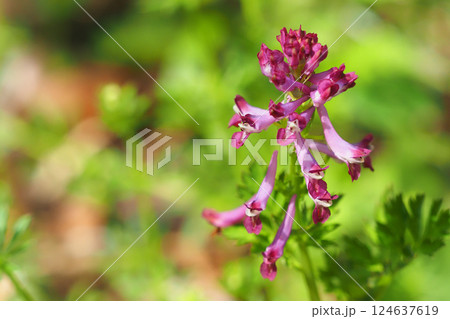 ムラサキケマンの花 124637619