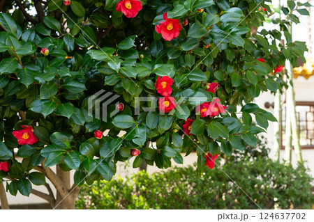椿の花 124637702