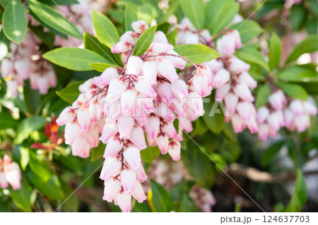 アセビの花 アセビの花 124637703