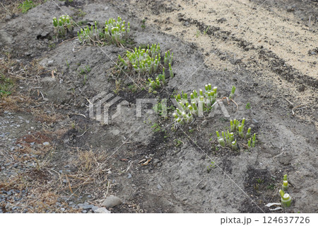 ネギの再生栽培 124637726