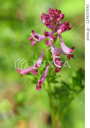 ムラサキケマンの花 124637843