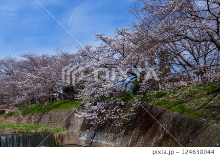 2025年春 奈良佐保の桜 青空に映える美しい桜① 2025年春 奈良佐保の桜 青空に映える美しい桜① 124638044