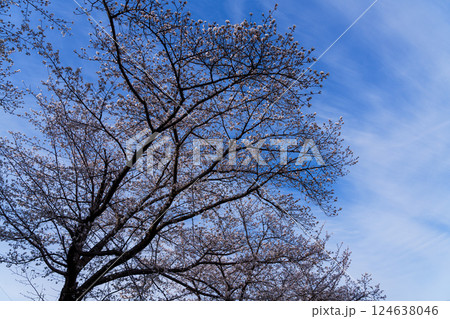 2025年春　奈良佐保の桜　青空に映える美しい桜② 124638046