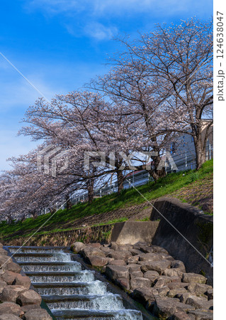 2025年春　奈良佐保の桜　青空に映える美しい桜③ 124638047
