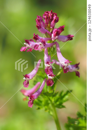 ムラサキケマンの花 ムラサキケマンの花 124638049