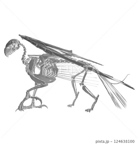 Pteronodon skeleton cartoon, Vector skeleton of extincted ancient flying reptile Pteranodon. Isolated on white background. Polygonal 3d model. 124638100