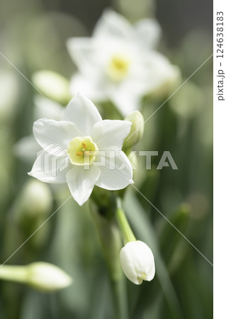 白いスイセンの花の背景素材 124638183