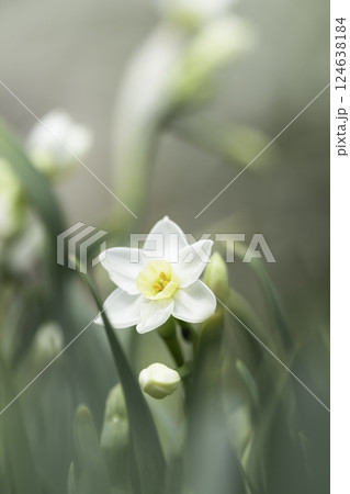 白いスイセンの花の背景素材 124638184