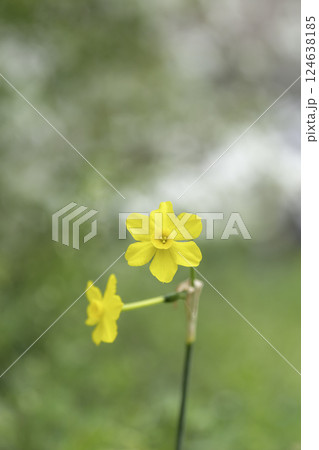 黄色いスイセンの花の背景素材 124638185