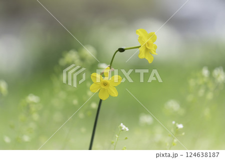 黄色いスイセンの花の背景素材 124638187