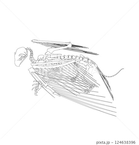 Vector antique engraving drawing illustration of bird skeleton isolated on white background. 3D. Detailed outline of the skeleton of an ancient bird. 124638396
