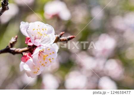 アンズの花 アンズの花 124638477
