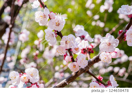 アンズの花 124638478