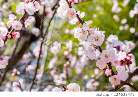 アンズの花 アンズの花 124638479