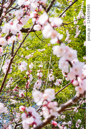 アンズの花 124638480