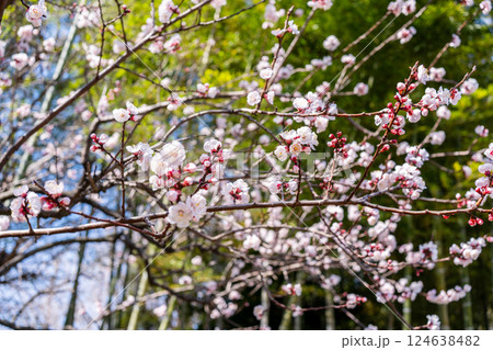 アンズの花 124638482