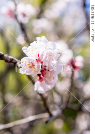 アンズの花 アンズの花 124638485