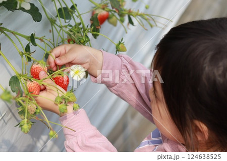 いちご狩りをする女の子 124638525