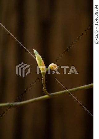 春に芽吹く樹木の新芽【春】 124638594