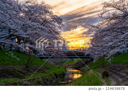 2025年佐保の桜　夕焼け空と佐保川の堤防を飾る美しい桜並木② 124638678