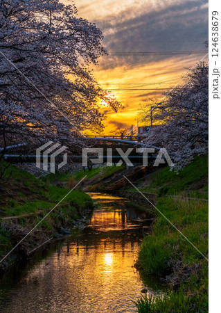 2025年佐保の桜　夕焼け空と佐保川の堤防を飾る美しい桜並木③ 124638679