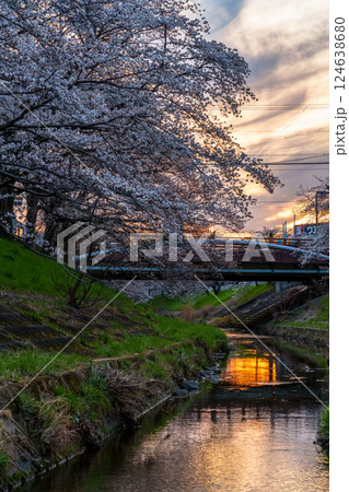 2025年佐保の桜　夕焼け空と佐保川の堤防を飾る美しい桜並木➃ 124638680