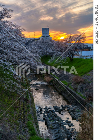 2025年佐保の桜 夕焼け空と佐保川の堤防を飾る美しい桜並木⑤ 2025年佐保の桜 夕焼け空と佐保川の堤防を飾る美しい桜並木⑤ 124638681