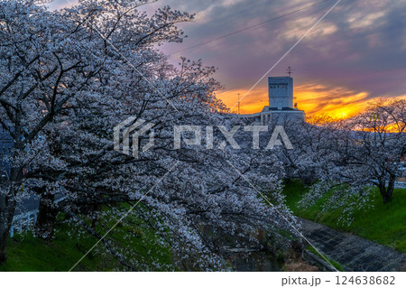 2025年佐保の桜　夕焼け空と佐保川の堤防を飾る美しい桜並木➅ 124638682