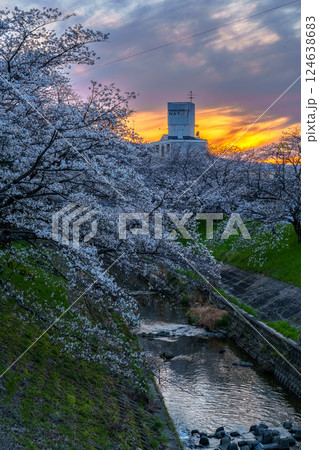 2025年佐保の桜　夕焼け空と佐保川の堤防を飾る美しい桜並木⑦ 124638683
