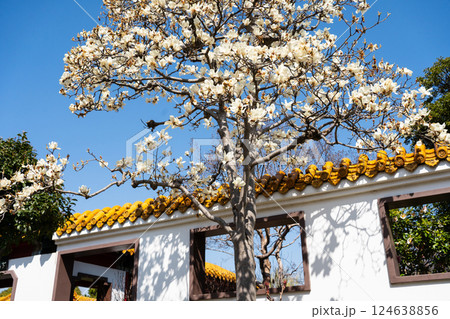 ハクモクレンの花 124638856