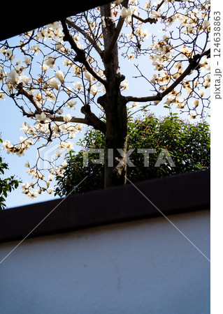 窓から覗くハクモクレンの花 窓から覗くハクモクレンの花 124638863