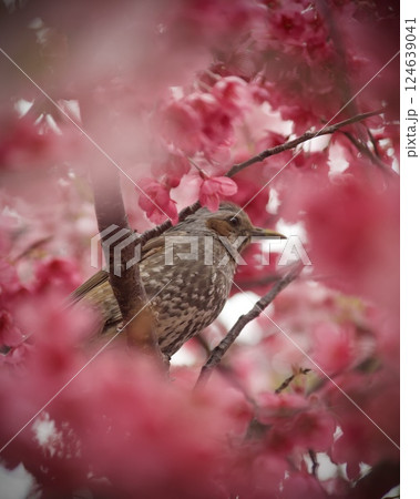 桜とヒヨドリ 124639041