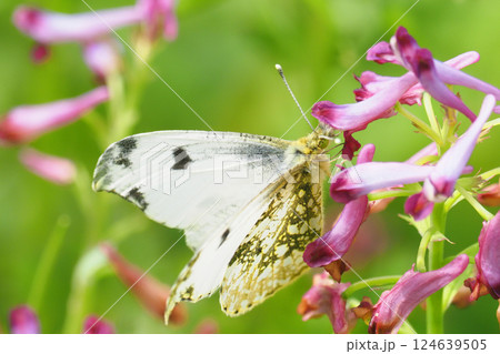 ムラサキケマンの花を吸蜜中のツマキチョウ(メス) ムラサキケマンの花を吸蜜中のツマキチョウ(メス) 124639505