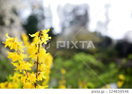 善福寺公園　黄色いレンギョウの花 124639546
