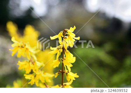 善福寺公園 黄色いレンギョウの花 善福寺公園 黄色いレンギョウの花 124639552