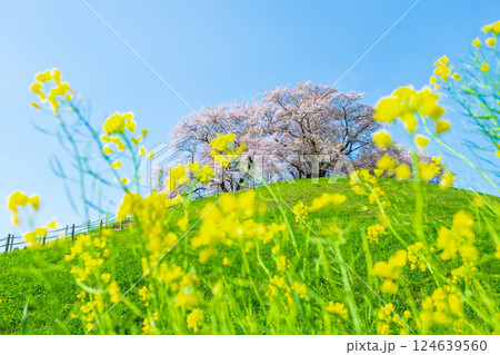 丸墓山古墳の桜(さきたま古墳公園) 丸墓山古墳の桜(さきたま古墳公園) 124639560