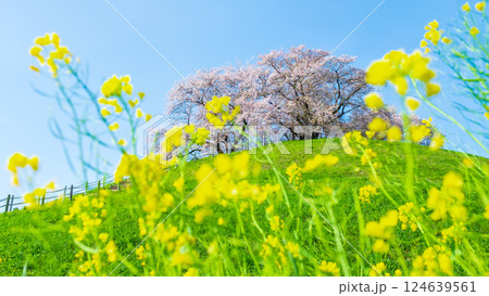 丸墓山古墳の桜（さきたま古墳公園） 124639561