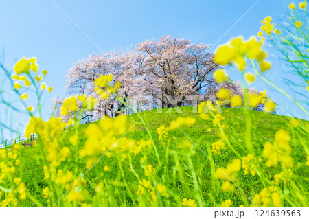 丸墓山古墳の桜(さきたま古墳公園) 丸墓山古墳の桜(さきたま古墳公園) 124639563