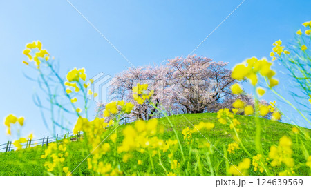 丸墓山古墳の桜(さきたま古墳公園) 丸墓山古墳の桜(さきたま古墳公園) 124639569