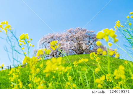 丸墓山古墳の桜（さきたま古墳公園） 124639571