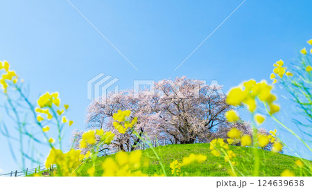 丸墓山古墳の桜（さきたま古墳公園） 124639638