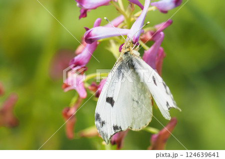 ムラサキケマンの花を吸蜜中のツマキチョウ(メス) ムラサキケマンの花を吸蜜中のツマキチョウ(メス) 124639641