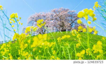 丸墓山古墳の桜（さきたま古墳公園） 124639723