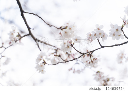 ふんわりと咲く桜の枝① ふんわりと咲く桜の枝① 124639724
