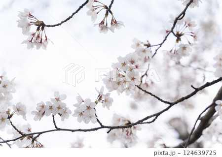 ふんわりと咲く桜の枝② 124639725