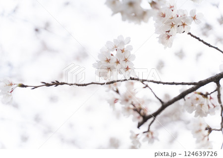 ふんわりと咲く桜の枝③ 124639726